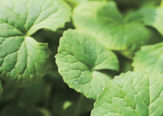 The Restorative and Beauty Benefits of Giant Centella Asiatica: Nature’s Secret to Rejuvenated Skin